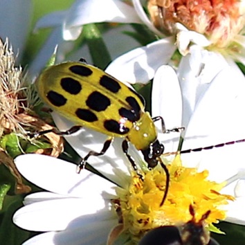 Spotted Cucumber Beetle