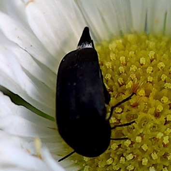 Tumbling Flower Beetle