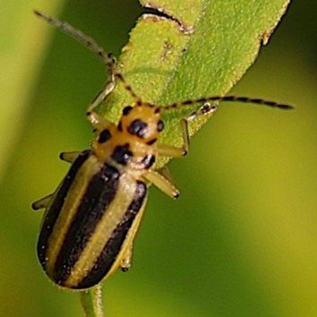Goldenrod Leaf Beetle