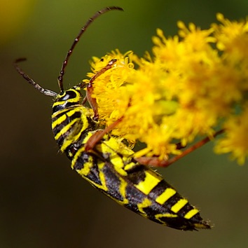 Locust Borer