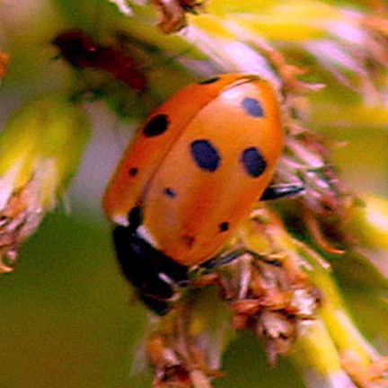 Convergent Ladybird