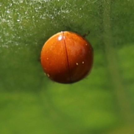 Spotless Ladybird