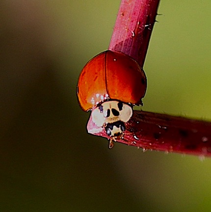 Multicolored Asian Ladybird