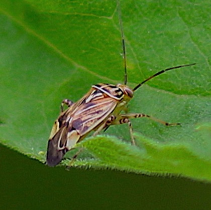 Tarnished Plant Bug