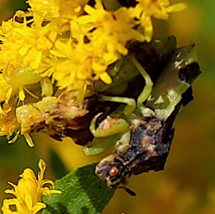 Male and Female Ambush Bug