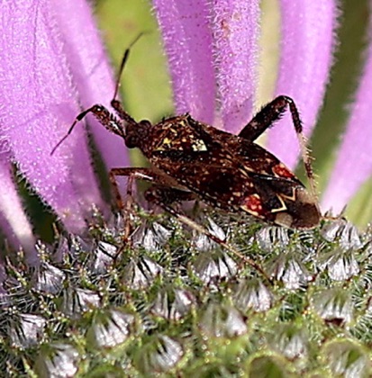 Clouded Plant Bug