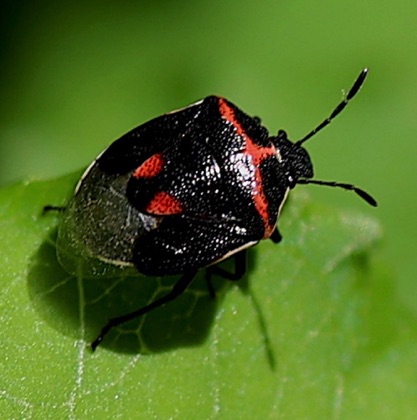 Twice-stabbed Stinkbug