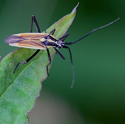 Meadow Plant Bug