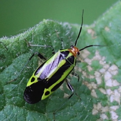 Fouir-klined Plant Bug