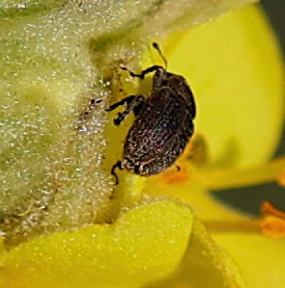 Weevil