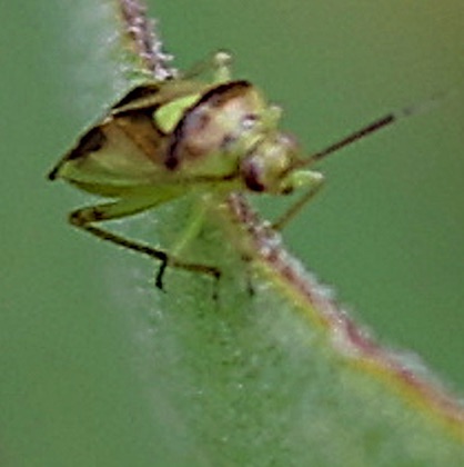 Carrot Plant Bug