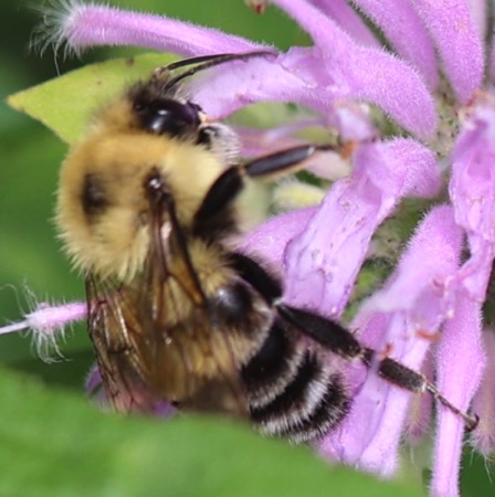 Two-spotted Bumble Bee