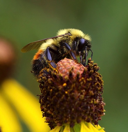 Red-belted Bumble Bee