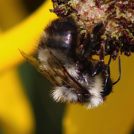 Lemon Cuckoo Bumble Bee -  Lays eggs in other nest.  Young are raised by the colony.