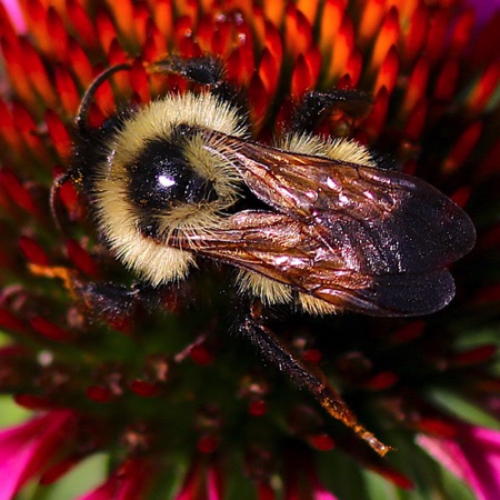 Two-spotted Bumble Bee (Note very similar to the Common Eastern Bumble Bee)