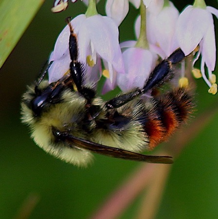 Red-belted Bumble Bee on Nodding Onion