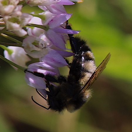 American Bumble Bee