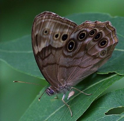Northern Pearly Eye Butterfly (Woods)