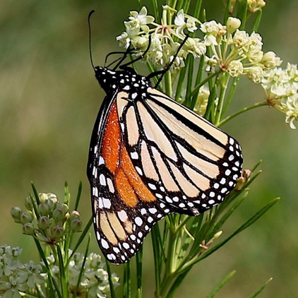 Monarch Butterfly