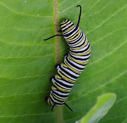 Monarch larva 
on Milkweed