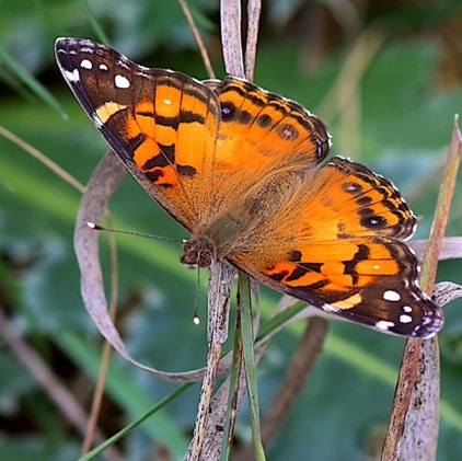 American Lady Butterfly