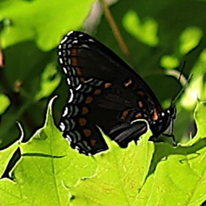 Red Spotted Purple  (Woodland)