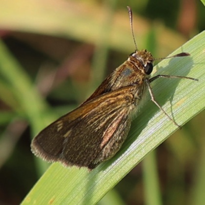 Tawny-edged Skipper