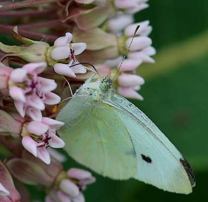 Cabbage White (alien)