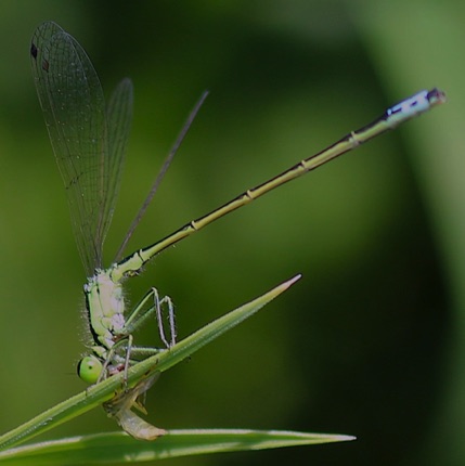 Eastern Forktail  (Male)