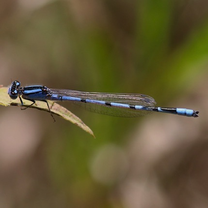 Common Blue  (Male)