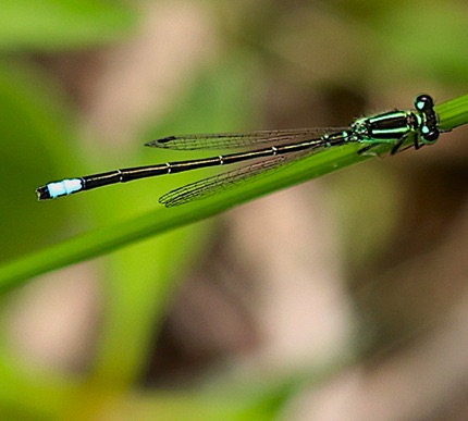 Eastern Forktail  (Male)