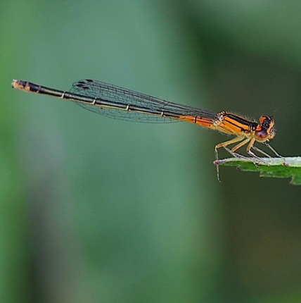 Eastern Forktail (Female)
