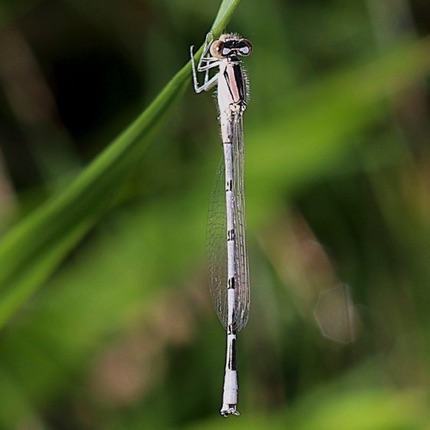 Familiar Bluet  (Male)