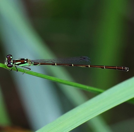 Frágil Forktail