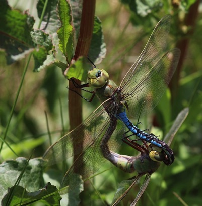 Green Darner Mating