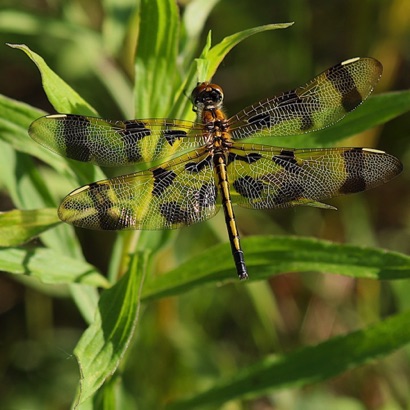 Halloween Pennant  (Female)