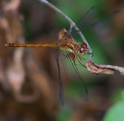 Yellow-legged Meadowhawk