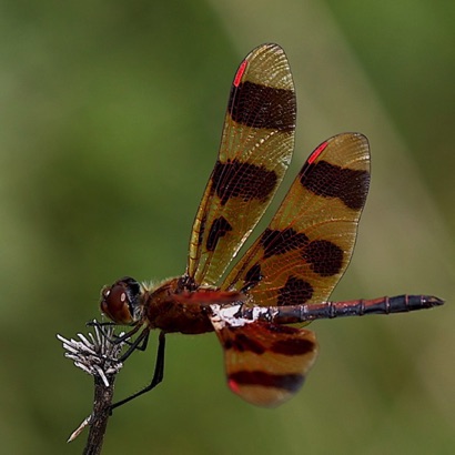 Halloween Pennant
(Male with fungus?)