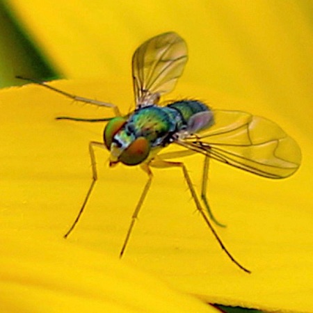 Longlegged Fly (marked wings)