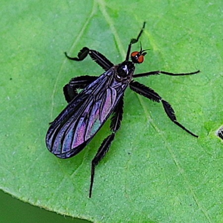 Long-tailed Dance