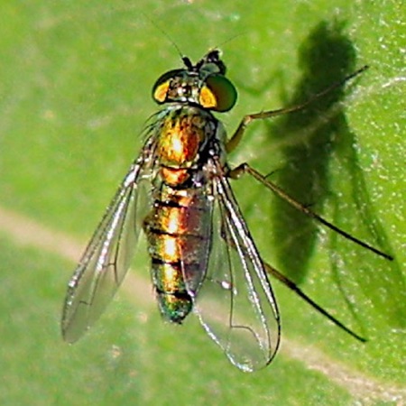 Long-legged Fly  (clear wings)
