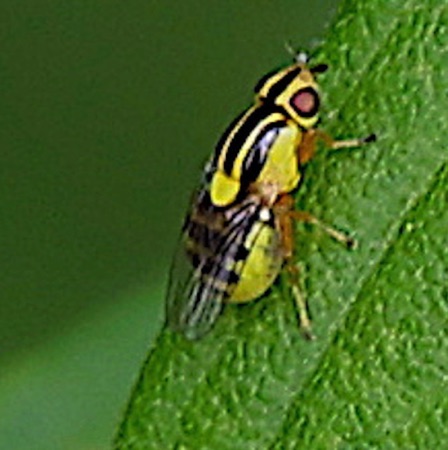 Grass Fly