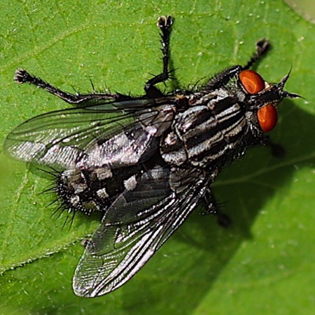 Flesh Fly