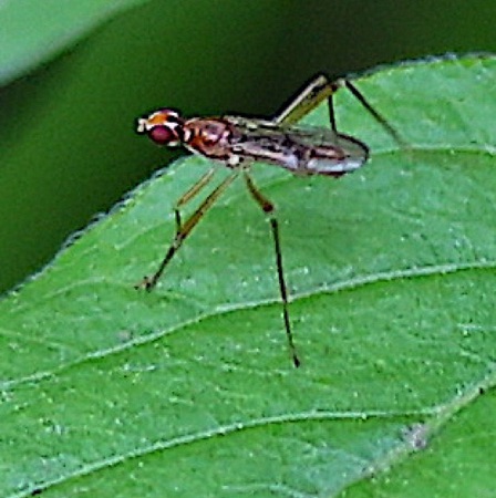 Stilt-legged Fly