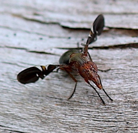 Picture-winged Fly