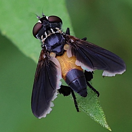 Parasitic Fly