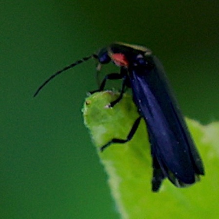 Black Firefly