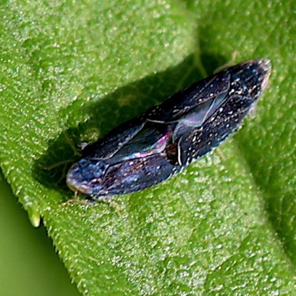 Leafhopper Unk. Ssp