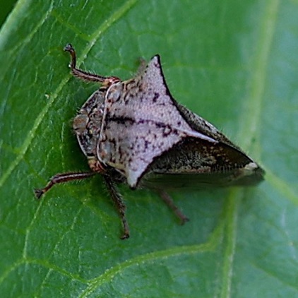 Two-horned Treehopper