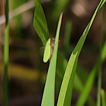 Unknown Leafhopper